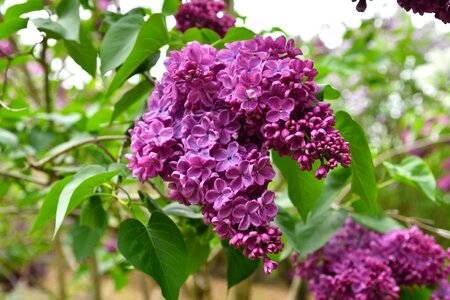 Plant blooms flower