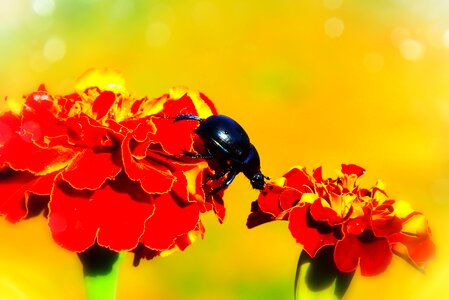 Marigold insect animals