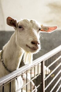 Goat animal farm photo