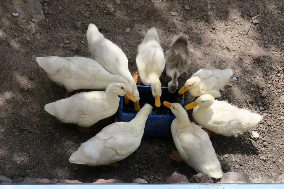 Pets animal winged