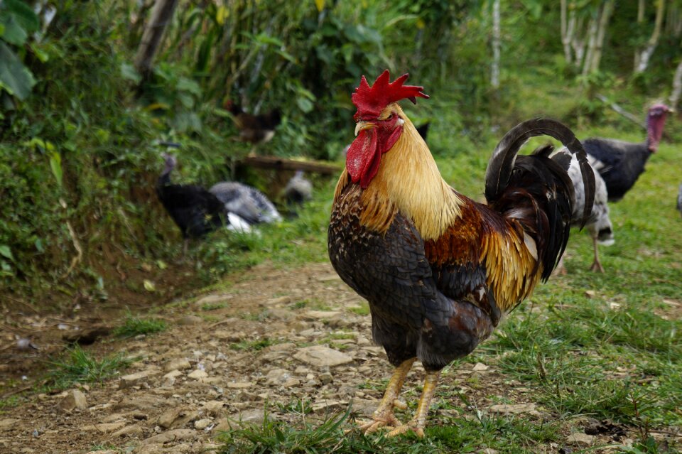 Gallo farm animal