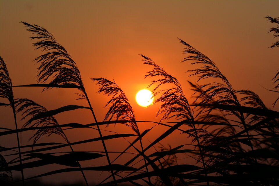 Evening grasses sky