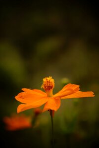 Nature plant petals