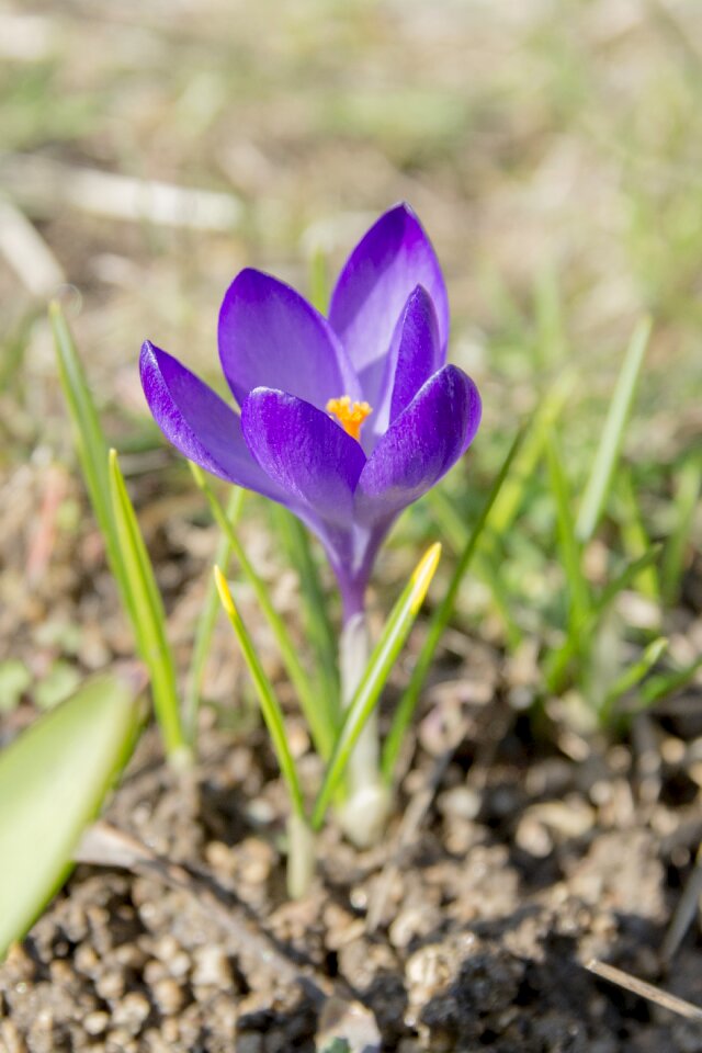 Nature flowers plant photo