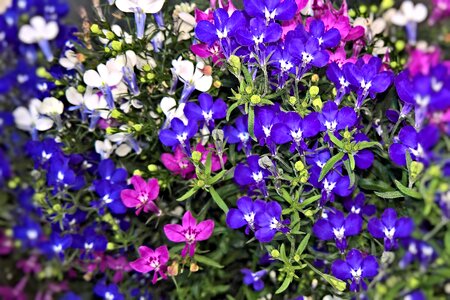 Garden flowers many small flowers blue