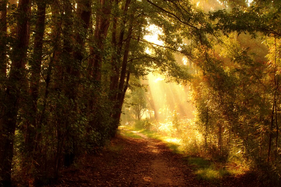 Trees landscape nature