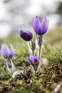 Pulsatilla pratensis plant flower