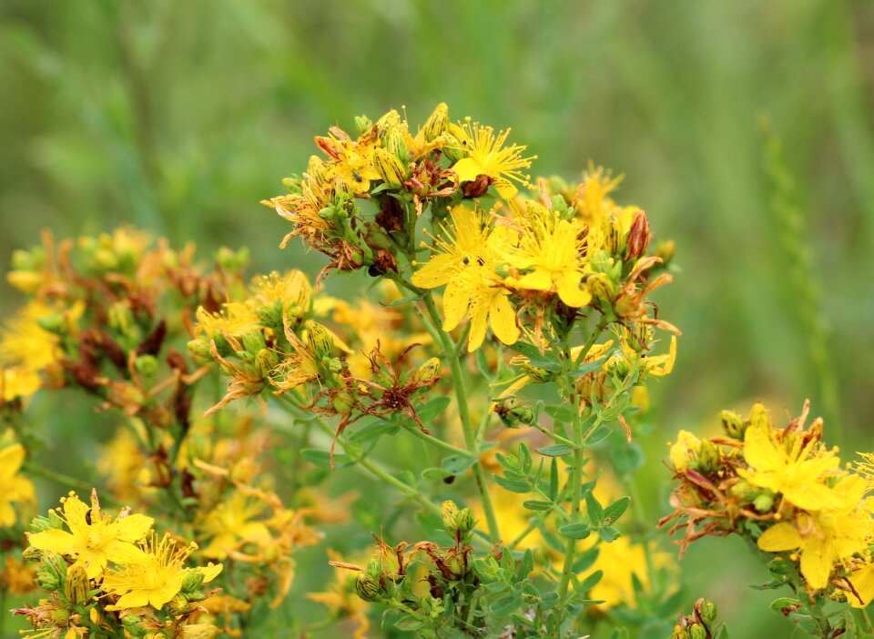 Yellow flowers flora