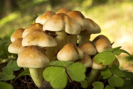 Autumn forest floor forest photo