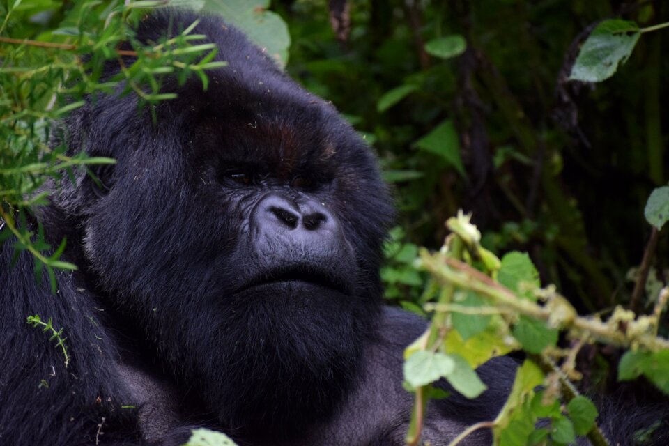Africa travel nature