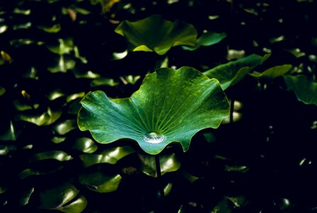 Nature pond plants