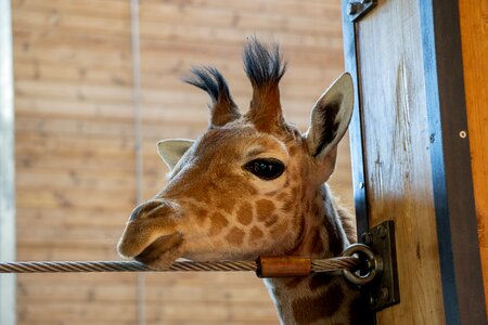 Wild young giraffe