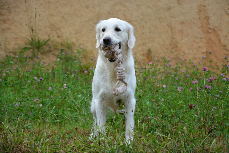 Bitch mollie golden white coat animals