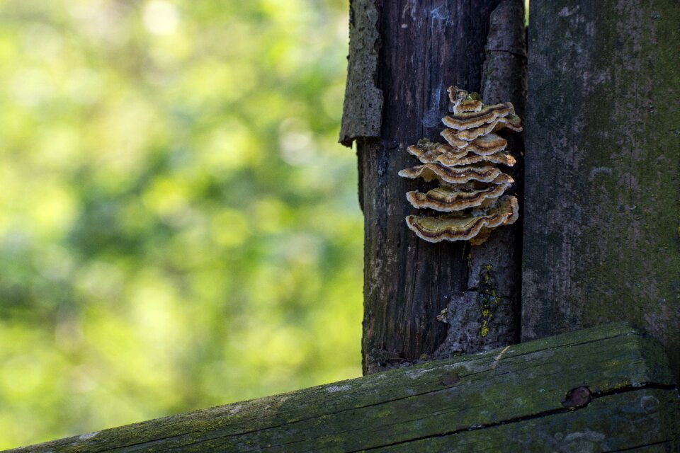 Nature underwood tree fungus