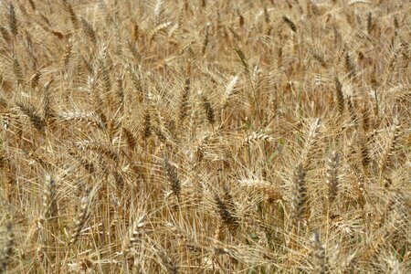 Harvest field wheat photo