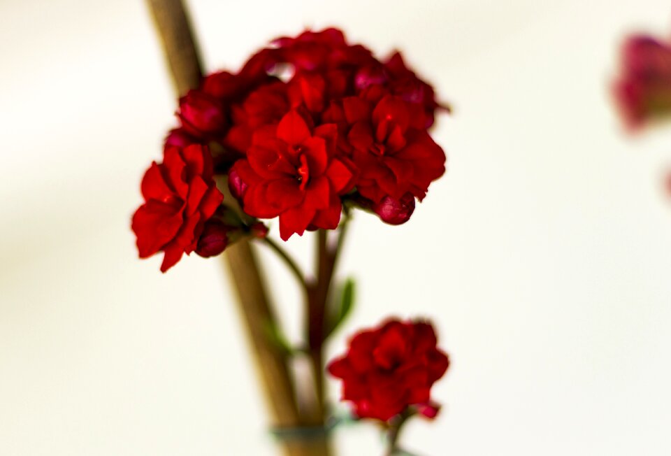 Spring plant petals
