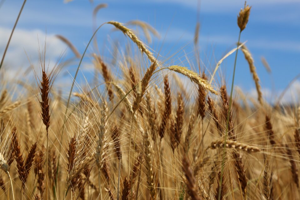 Plant nature harvest
