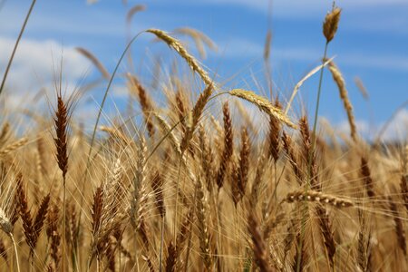 Plant nature harvest