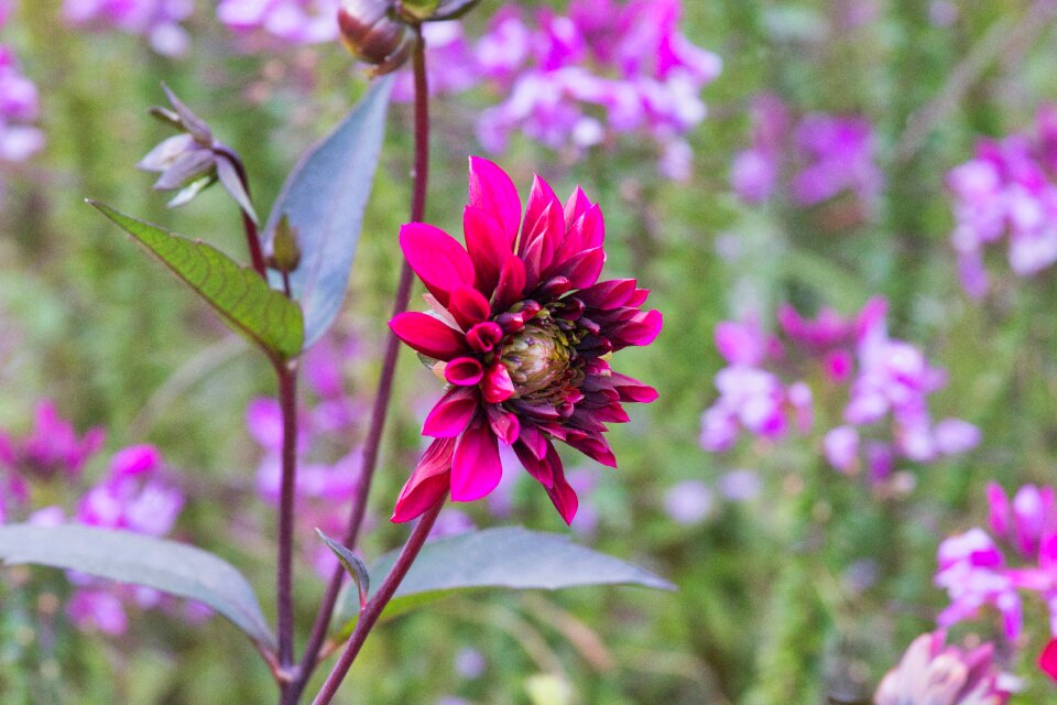 Autumn dahlia garden close up