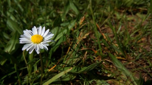 White yellow green photo