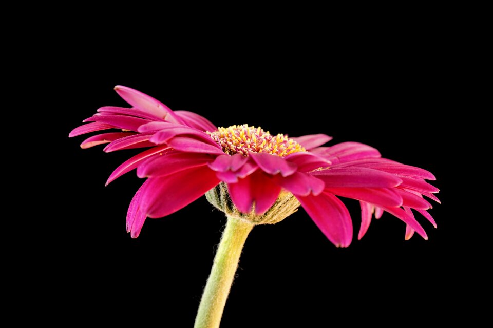 Bloom love nature