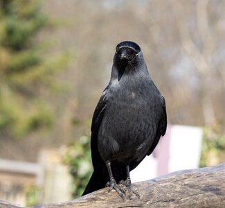 Nature feather raven