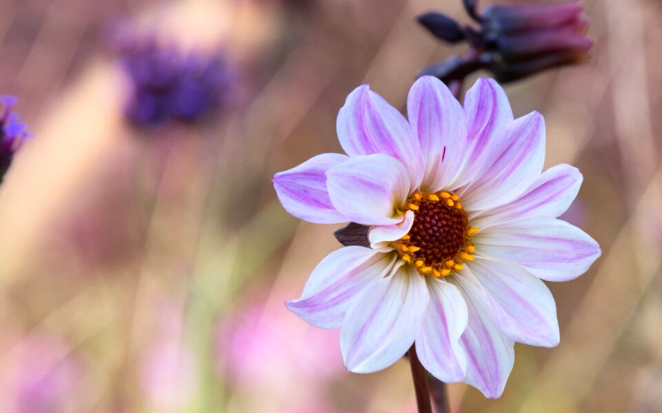 Autumn grasses dahlia garden