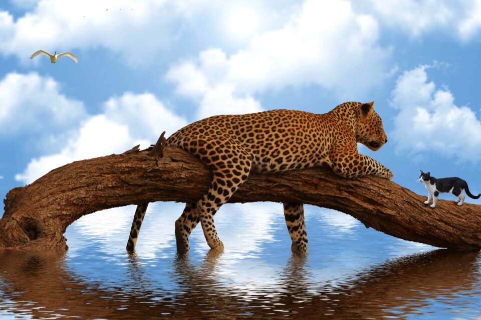 Cat nature carnivorous