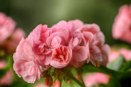 Bloom garden flower pink photo