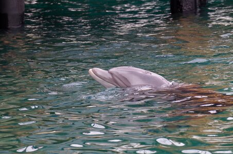 The dolphin swimming sea