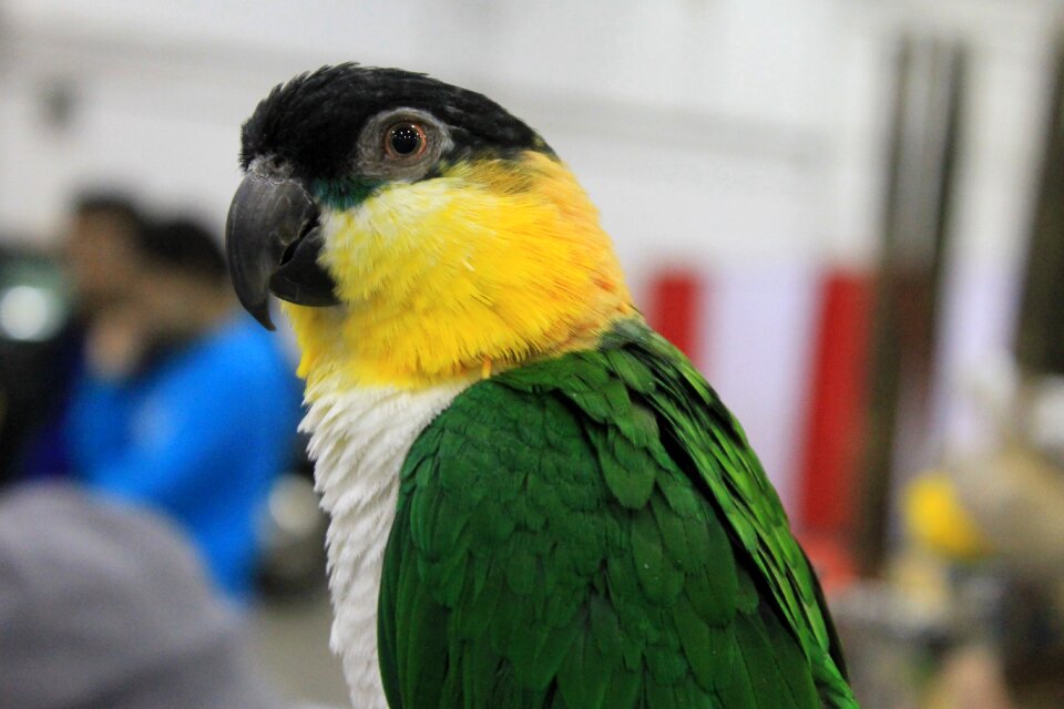 Black black headed caique pet