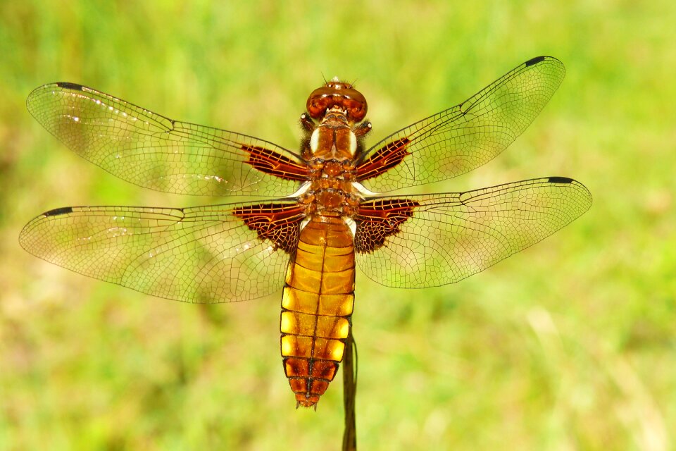 At the court of dragonflies różnoskrzydłe nature