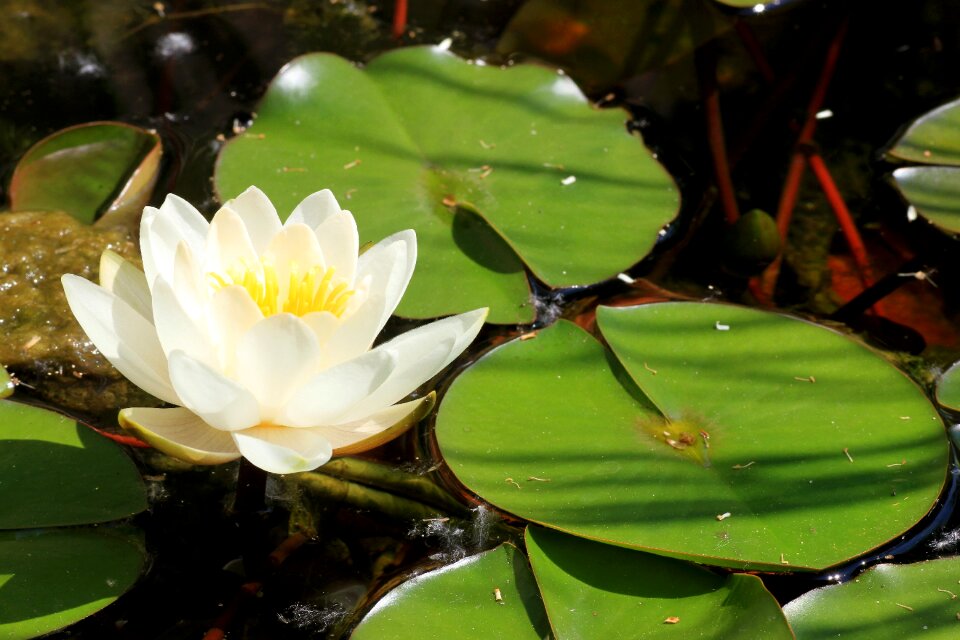 Pond flowers water lilies