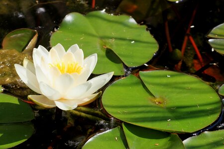 Pond flowers water lilies photo