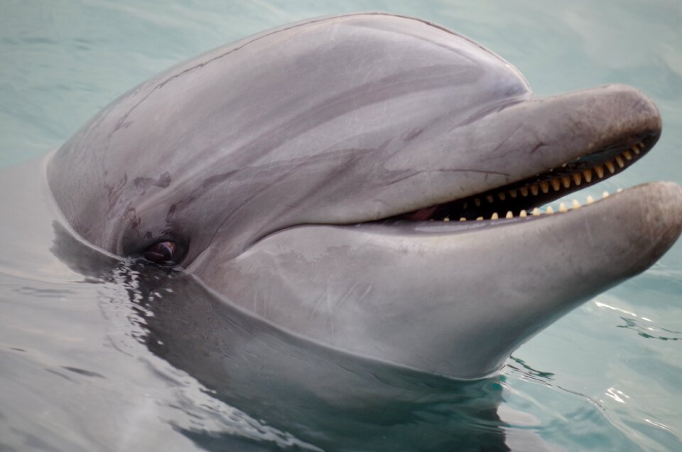 The dolphin swimming sea