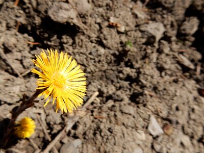 Dry land hope