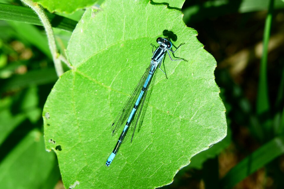 At the court of dragonflies równoskrzydłe nature