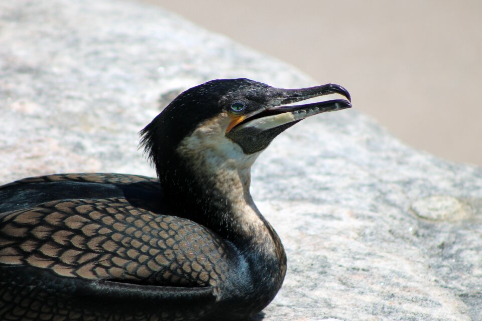 Waterfowl seabird sea