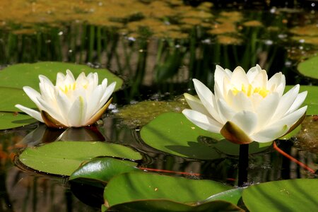 Pond flowers water lilies photo