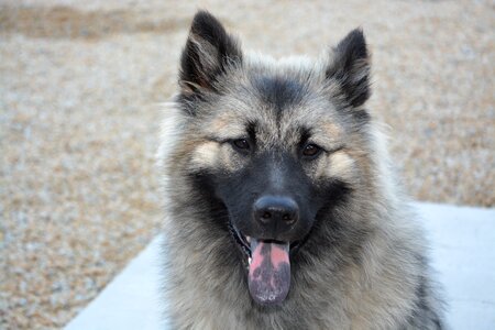 Companion canine puppy