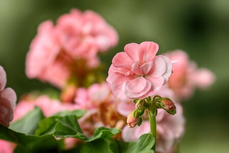 Bloom garden flower pink photo