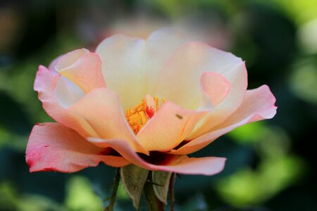 Plant pink rose bloom