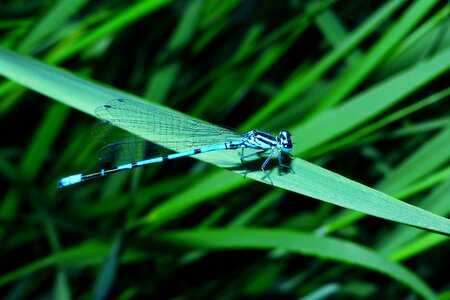 At the court of dragonflies równoskrzydłe nature