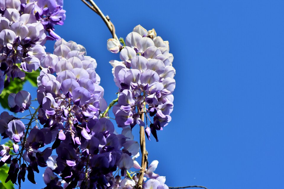 Wisteria plant blossom