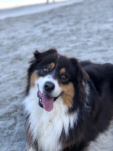 Dog on beach australian shepherd dog photo