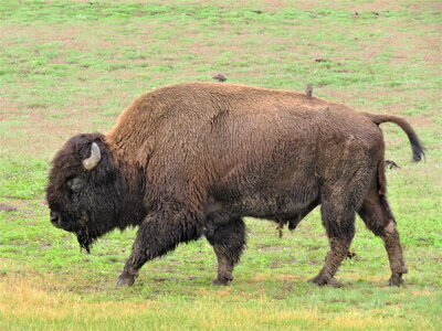 Wildlife wyoming nature
