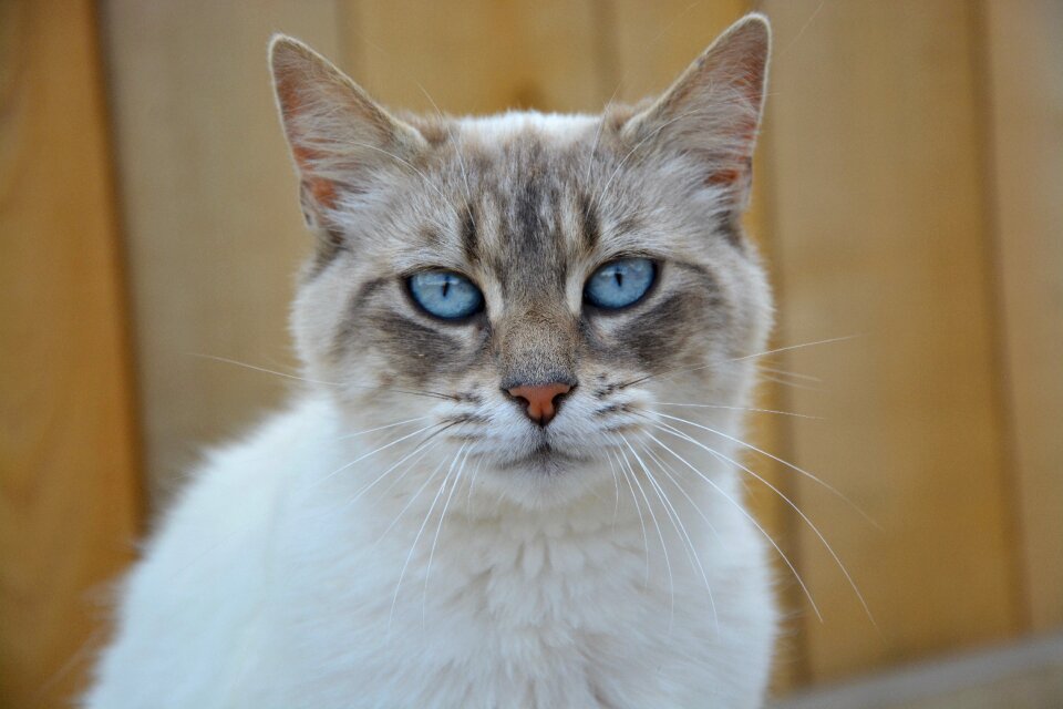 Blue eyes feline mammal