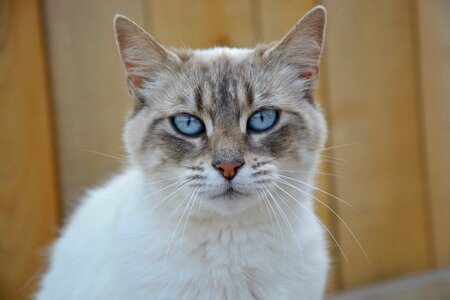 Blue eyes feline mammal photo