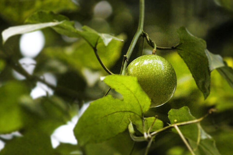 Nature fruit green