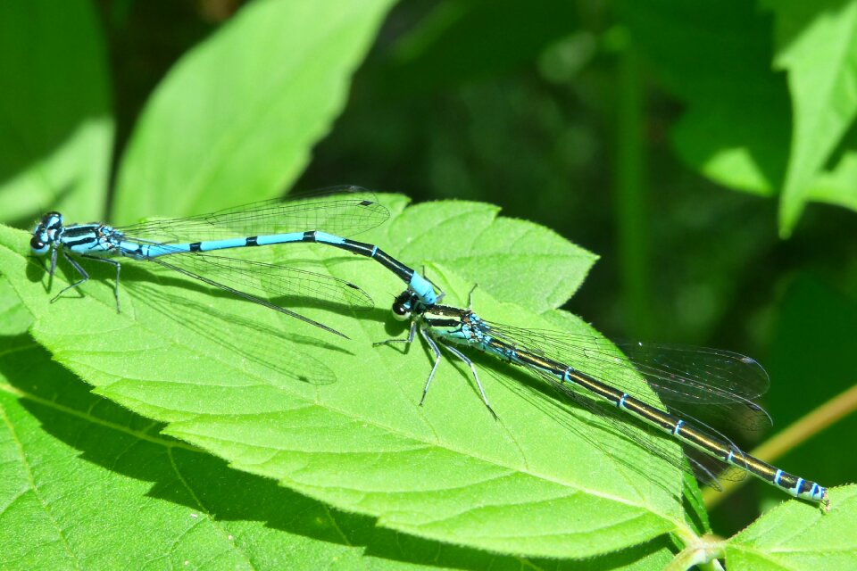 At the court of dragonflies równoskrzydłe nature